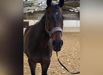 Otras razas, Caballo castrado, 14 años, 164 cm, Castaño oscuro