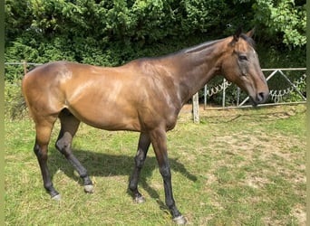 Otras razas, Caballo castrado, 14 años, 164 cm, Castaño oscuro