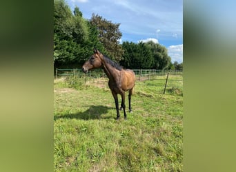 Otras razas, Caballo castrado, 14 años, 164 cm, Castaño oscuro