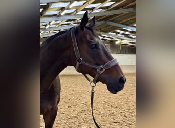 Otras razas, Caballo castrado, 14 años, 164 cm, Castaño oscuro