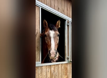 Otras razas, Caballo castrado, 14 años, 166 cm, Castaño