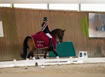 Otras razas, Caballo castrado, 14 años, 166 cm, Castaño