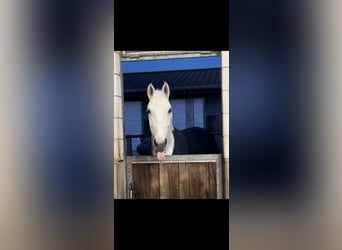 Otras razas, Caballo castrado, 14 años, 177 cm, Tordo picazo