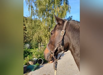 Otras razas Mestizo, Caballo castrado, 15 años, 140 cm, Castaño