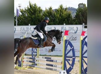 Otras razas, Caballo castrado, 15 años, 144 cm, Castaño oscuro