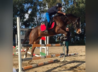 Otras razas, Caballo castrado, 15 años, 144 cm, Castaño oscuro