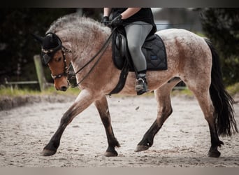 Otras razas Mestizo, Caballo castrado, 15 años, 150 cm, Castaño-ruano