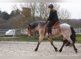 Otras razas Mestizo, Caballo castrado, 15 años, 150 cm, Castaño-ruano
