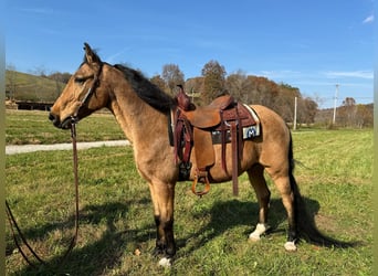 Otras razas, Caballo castrado, 15 años, 152 cm, Buckskin/Bayo