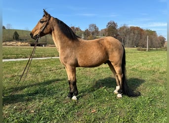 Otras razas, Caballo castrado, 15 años, 152 cm, Buckskin/Bayo