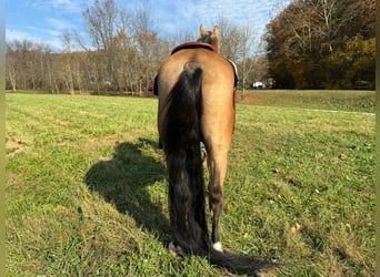 Otras razas, Caballo castrado, 15 años, 152 cm, Buckskin/Bayo