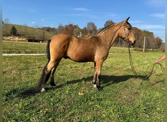 Otras razas, Caballo castrado, 15 años, 152 cm, Buckskin/Bayo