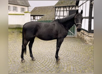 Otras razas, Caballo castrado, 15 años, 165 cm, Negro