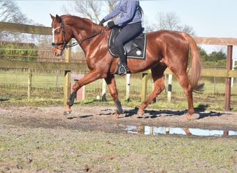 Otras razas, Caballo castrado, 15 años, 166 cm, Alazán