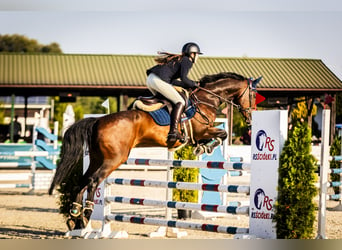 Otras razas Mestizo, Caballo castrado, 15 años, 168 cm, Castaño