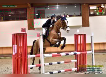 Otras razas Mestizo, Caballo castrado, 15 años, 170 cm, Castaño