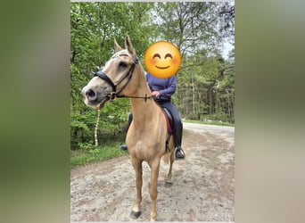 Otras razas, Caballo castrado, 15 años, 174 cm, Palomino