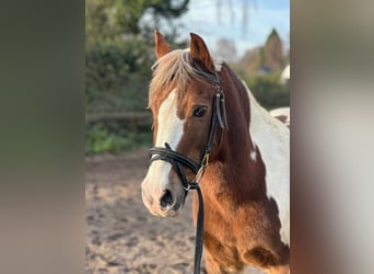 Otras razas, Caballo castrado, 16 años, 135 cm, Pío