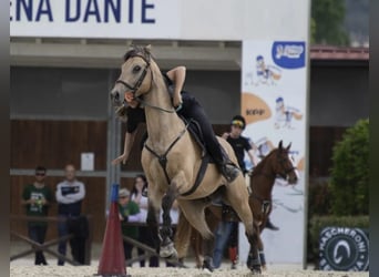 Otras razas, Caballo castrado, 16 años, 148 cm