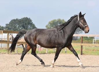 Otras razas, Caballo castrado, 16 años, 156 cm, Castaño oscuro