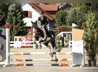Otras razas, Caballo castrado, 16 años, 156 cm, Pío