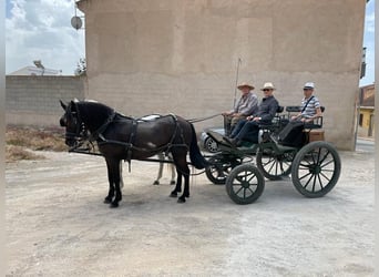 Otras razas, Caballo castrado, 16 años, 157 cm, Negro