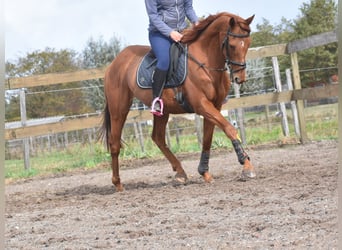Otras razas, Caballo castrado, 16 años, 160 cm, Alazán