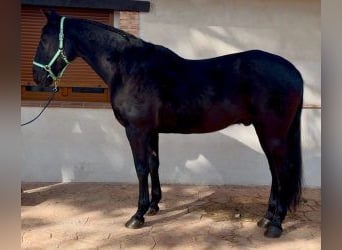 Otras razas Mestizo, Caballo castrado, 16 años, 170 cm, Negro