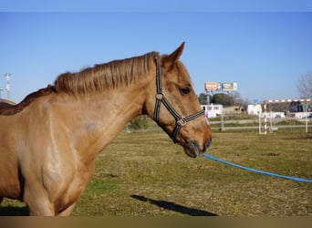 Otras razas, Caballo castrado, 17 años, 153 cm, Alazán