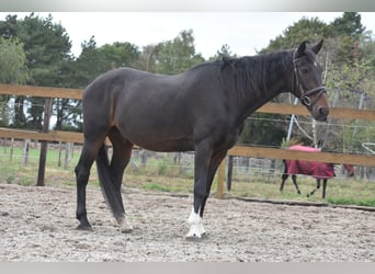 Otras razas, Caballo castrado, 17 años, 156 cm, Castaño oscuro