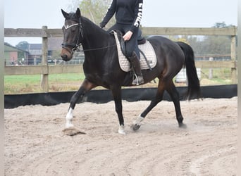 Otras razas, Caballo castrado, 17 años, 156 cm, Castaño oscuro