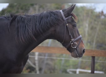 Otras razas, Caballo castrado, 17 años, 158 cm, Castaño oscuro
