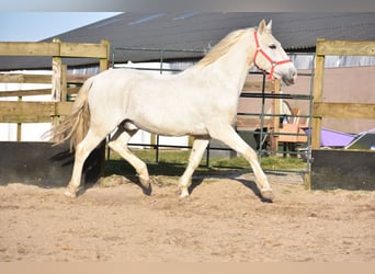 Otras razas, Caballo castrado, 17 años, 158 cm, Tordo