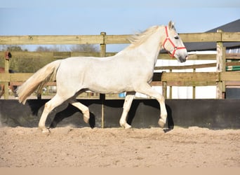 Otras razas, Caballo castrado, 17 años, 158 cm, Tordo