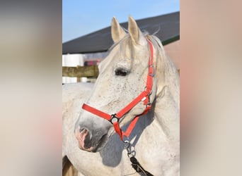 Otras razas, Caballo castrado, 17 años, 158 cm, Tordo