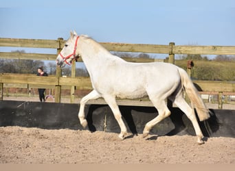 Otras razas, Caballo castrado, 17 años, 158 cm, Tordo