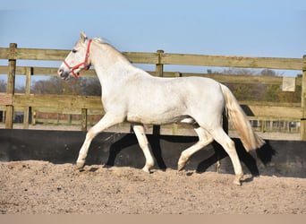 Otras razas, Caballo castrado, 17 años, 158 cm, Tordo