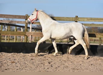 Otras razas, Caballo castrado, 17 años, 158 cm, Tordo