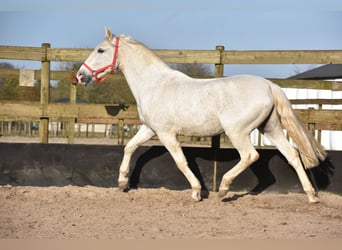 Otras razas, Caballo castrado, 17 años, 158 cm, Tordo