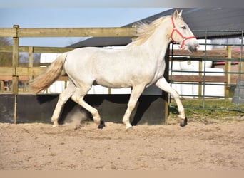 Otras razas, Caballo castrado, 17 años, 158 cm, Tordo