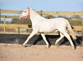 Otras razas, Caballo castrado, 17 años, 158 cm, Tordo