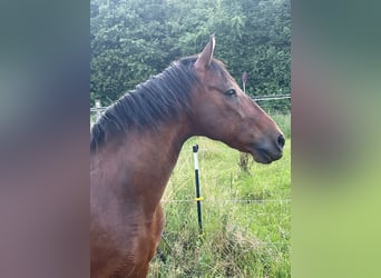 Otras razas Mestizo, Caballo castrado, 17 años, 166 cm, Castaño oscuro