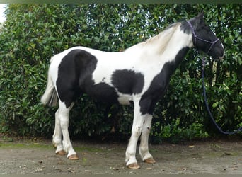 Otras razas, Caballo castrado, 18 años, 154 cm, Pío