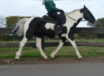 Otras razas, Caballo castrado, 18 años, 154 cm, Pío