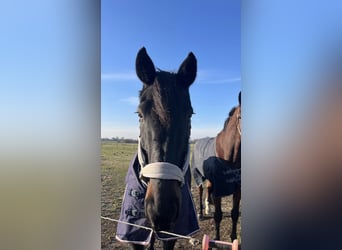 Otras razas, Caballo castrado, 18 años, 170 cm, Morcillo