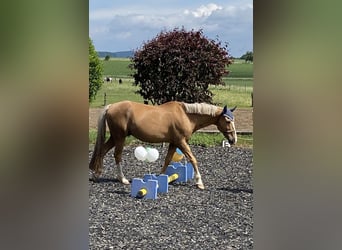 Otras razas, Caballo castrado, 19 años, 154 cm, Palomino