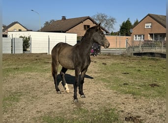 Otras razas, Caballo castrado, 1 año, 160 cm, Buckskin/Bayo