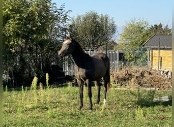 Otras razas, Caballo castrado, 1 año, 160 cm, Buckskin/Bayo