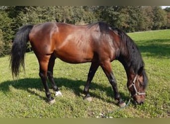 Otras razas Mestizo, Caballo castrado, 20 años, 150 cm, Castaño rojizo