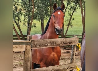 Otras razas Mestizo, Caballo castrado, 21 años, 152 cm, Castaño